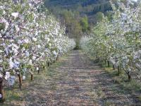 Agricoltura Biologica L'Ostal 